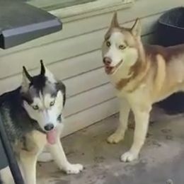 Siberian Huskies from Hoosier Huskies
