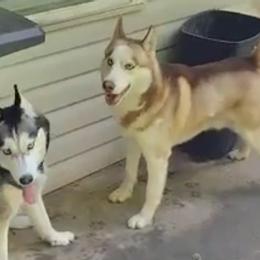 Siberian Huskies from Hoosier Huskies