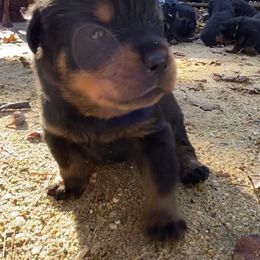 Orange boy - Jenna - Black and mahogany Rottweiler puppy in Linthicum, Maryland from Of The Saints Kennels