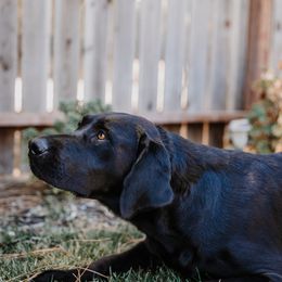 Maddie - Labrador Retriever