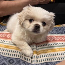 Pearl - Cream female Pekingese puppy in Memphis, Tennessee from Green’s Pekingese