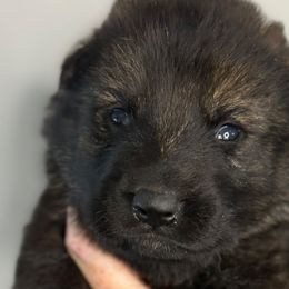 Blitzen (brown collar) - Sable male German Shepherd puppy in Canterbury, Connecticut from Nachtwaechter German Shepherds, LLC