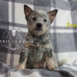 Fred - Blue male Australian Cattle Dog puppy in Silsbee, Texas from Rockin ND Ranch