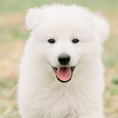 Berger Blanc Suisse Puppies from Edelweiss Berger Blanc Suisse