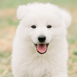 Berger Blanc Suisse Puppies from Edelweiss Berger Blanc Suisse