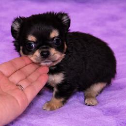 Chihuahua Puppies from Sugar Cookie Chihuahuas