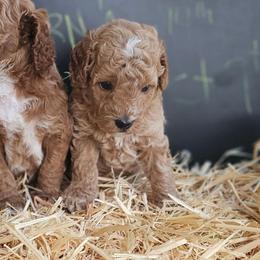 Huckleberry - Cream male Goldendoodle puppy in Daytona Beach, Florida from Beach Doodles