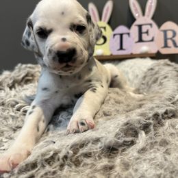 Teal - White and black Dalmatian puppy in Lafayette, Louisiana from Zydeco Dalmatians