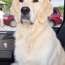 Bailey - Golden Retriever