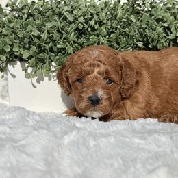 Charlie - Red  male Poodle puppy in Bakersfield, California from California Red Poodles