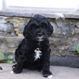 Brock - Black male Cockapoo puppy in Canastota, New York from Silver City Cockapoos