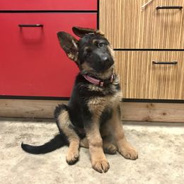 German Shepherd Puppies from Oregon German Shepherds