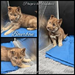 Bourbon - Red and white male Siberian Husky puppy in Bloomfield, Indiana from Paiges lil huskies