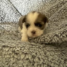 Merlin - Blue and white male Shih Tzu puppy in Jasper, Indiana from Jacob’s Spoiled Shih Tzu