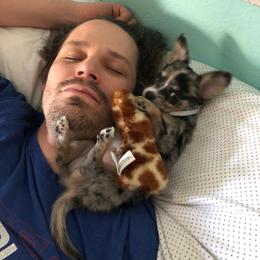 Chihuahua Puppies from Chilove Chihuahuas
