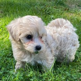 Cavapoos from Tatyana's Cavapoos