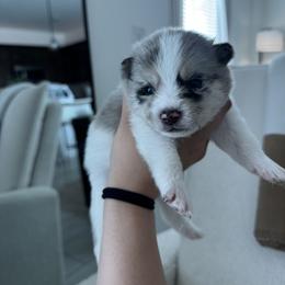 Pomsky Puppies from Velvet Pomskies