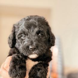 Borealis, Boy - Black and white male Bernedoodle puppy in Maricopa, Arizona from Desert Ridge Doodles