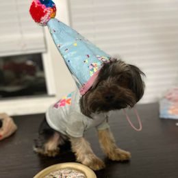 Yorkshire Terriers from Pretty Little Kennel