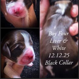 Boy 4 - Liver and white male English Springer Spaniel puppy in Silverdale, Washington from TimberVale Springers