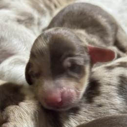 Puppy 3 - Dapple female Dachshund puppy in Fayetteville, West Virginia from Loop Creek Dachshunds