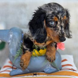Pearl - Dapple female Dachshund puppy in Goodman, Missouri from Darling Dachshunds