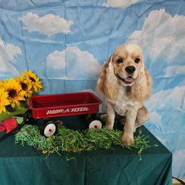 Silver - Silver male Cocker Spaniel puppy in Peoria, Arizona from Stand Alone Cockers