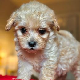 Goldman - Apricot male Maltipoo puppy in Wendell, North Carolina from Teddys Teddy Bears
