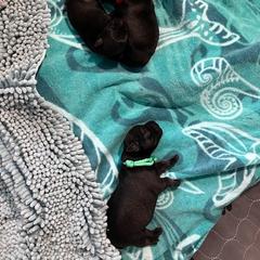 Standard Schnauzer Puppies from Songbird Standard Schnauzers