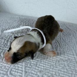 White Collar Female - Red female Pembroke Welsh Corgi puppy in Victoria, Texas from Clear Creek Corgis