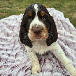 Pike - Liver and white male English Springer Spaniel puppy in Hephzibah, Georgia from Sidel's Springers