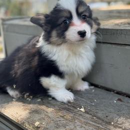 Jr (fluffy) - Black and tan male American Corgi puppy in East Oakdale, California from Rhettro Kennels