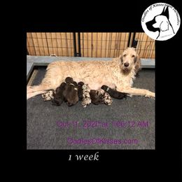 Assorted Doodle Crosses Puppies from Oodles of Kisses' Great DaNoodles