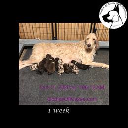 Assorted Doodle Crosses Puppies from Oodles of Kisses' Great DaNoodles