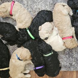 Poodles from Tommy Jones