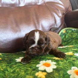 Larimae - Chocolate and tan female Shih Tzu puppy in Manahawkin, New Jersey from Lilly’s Seashore Shih Tzus