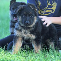 German Shepherd Puppies from Valiant Shepherds