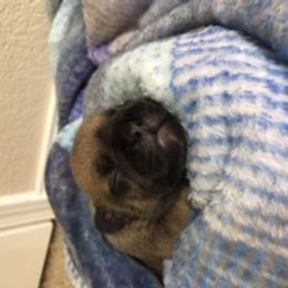 French Bulldog Puppies from PNW French Bulldogs