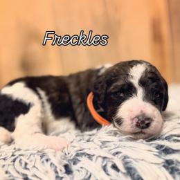 Girl 3 - Black and white female Sheepadoodle puppy in Danville, Indiana from Marley’s Doodle Ranch