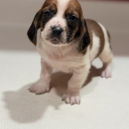 Robin - Mahogany and white male Basset Hound puppy in Inman, Nebraska from Sandhill Hounds of Nebraska