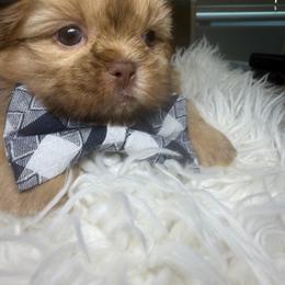 Rolex - Liver male Shih Tzu puppy in Seattle, Washington from Shih Tzu’s  ‘N’ Love