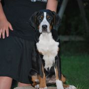 Greater Swiss Mountain Dog Puppies from Houha Greater Swiss Mountain dogs