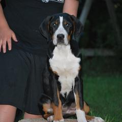 Greater Swiss Mountain Dog Puppies from Houha Greater Swiss Mountain dogs