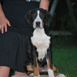 Greater Swiss Mountain Dog Puppies from Houha Greater Swiss Mountain dogs