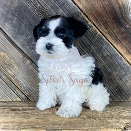 Girl 2 - Parti female Miniature Schnauzer puppy in Weston, Idaho from Silver Sage Schnauzers