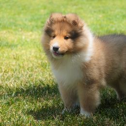 Shetland Sheepdog Puppies from Aratone