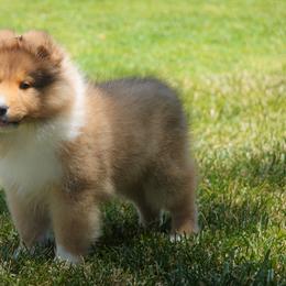Shetland Sheepdog Puppies from Aratone