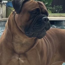 Merlot - Bullmastiff