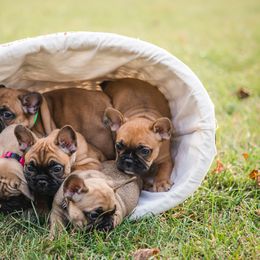 French Bulldog Puppies from Adorable Frenchies