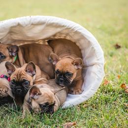 French Bulldog Puppies from Adorable Frenchies